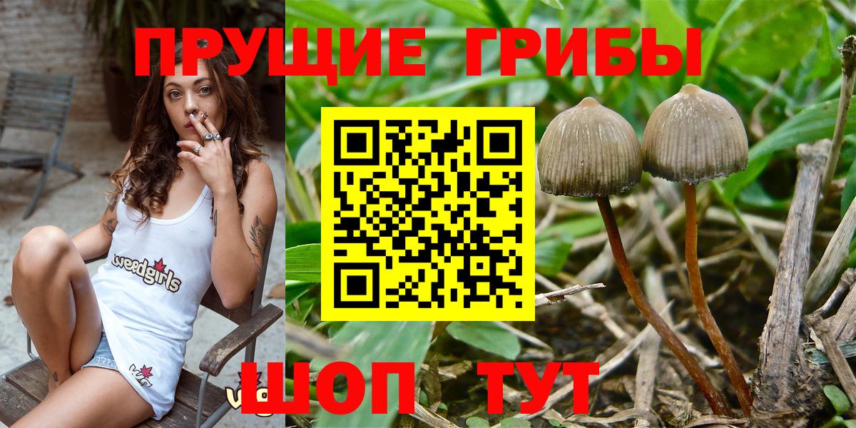 Курчатов  Галлюциногенные грибы Cubensis  Галлюциногенные грибы ЛСД  Вход с VPN 